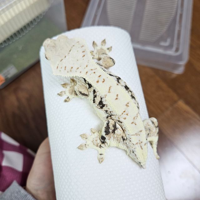 릴리화이트