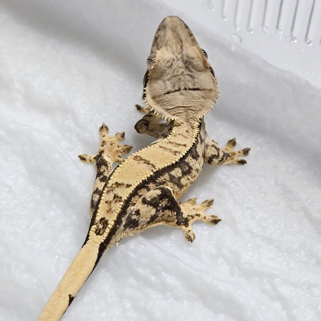 노멀 핀스트라이프