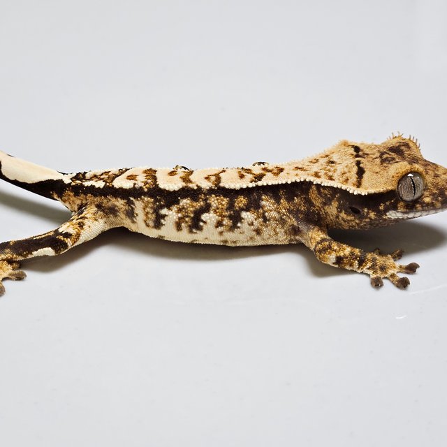 노멀 트라이 화이트포트홀 익스트림할리퀸