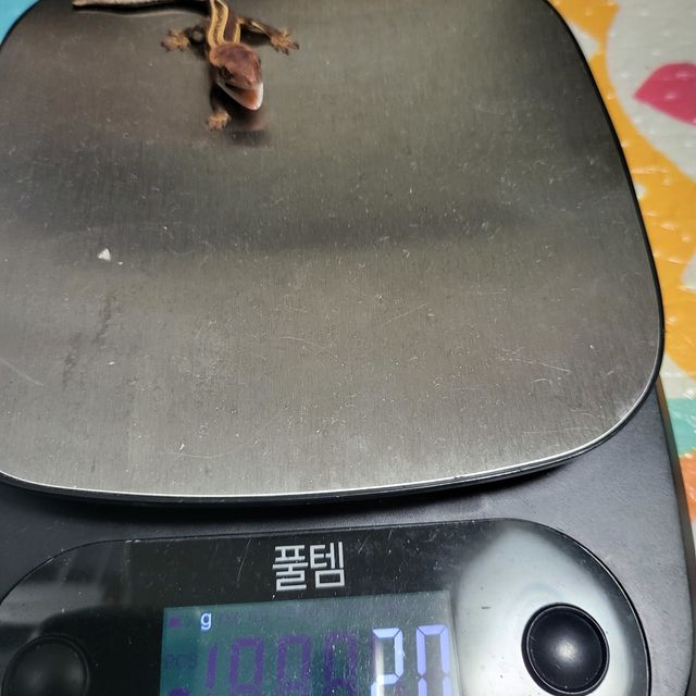 노멀 슈퍼스트라이프