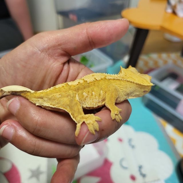 노멀 크림시클