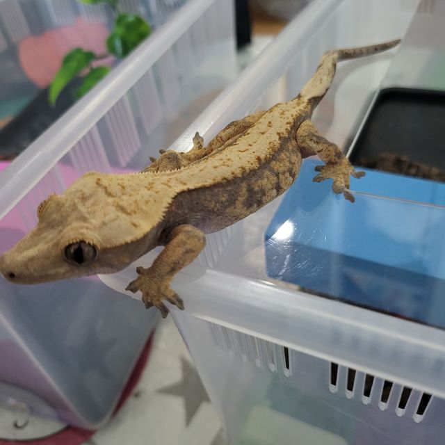 노멀 익스트림할리퀸 트라이