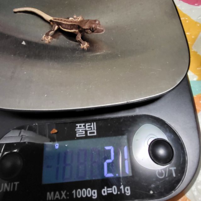 릴리화이트 팬텀 레드