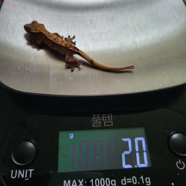 노멀