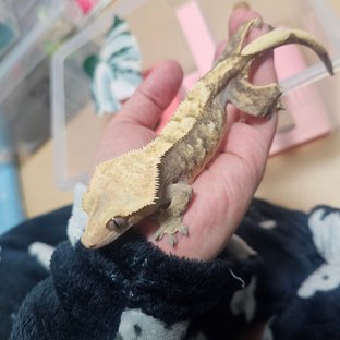 밀크
