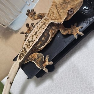레일라