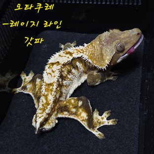 갓파