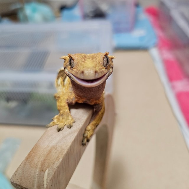 노멀 익스트림할리퀸 트라이