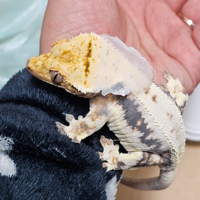 릴리화이트 트라이 풀핀