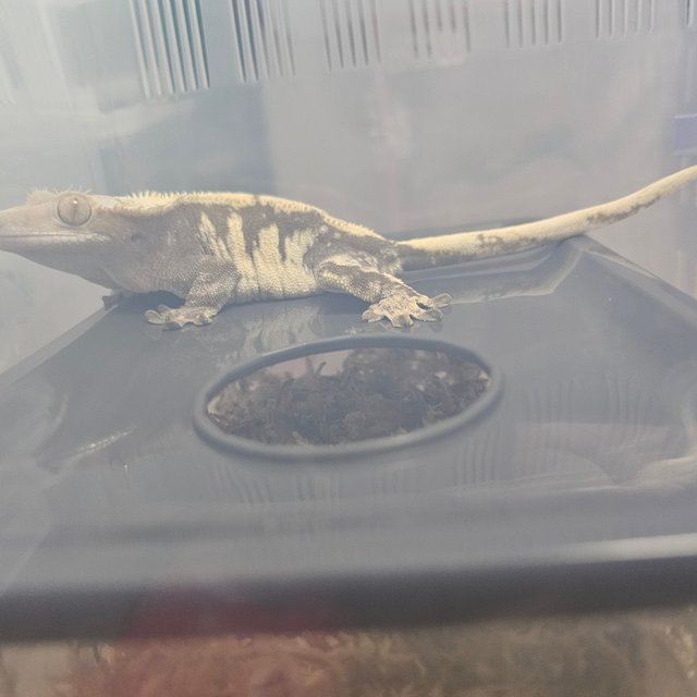 노멀 트라이 풀핀 다크