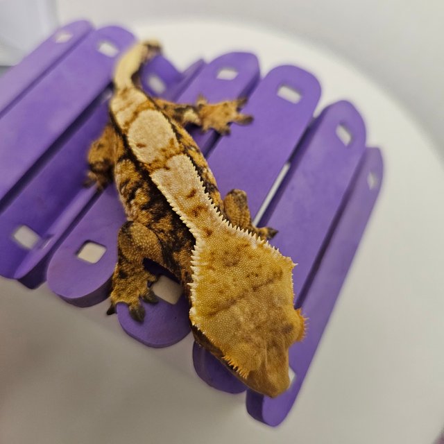 노멀 트라이 익스트림할리퀸