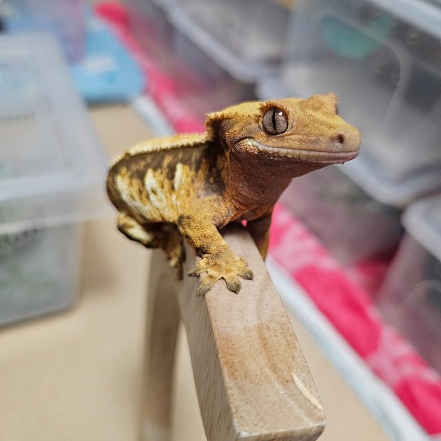 노멀 익스트림할리퀸 트라이