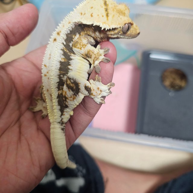 릴리화이트 트라이 풀핀