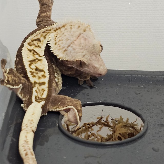 노멀 트라이 풀핀 다크