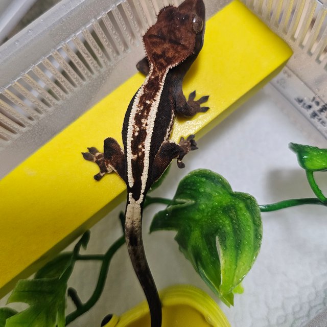 카푸치노 풀핀 다크 핀스트라이프