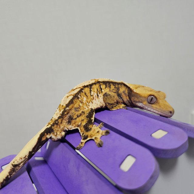 노멀 트라이 익스트림할리퀸