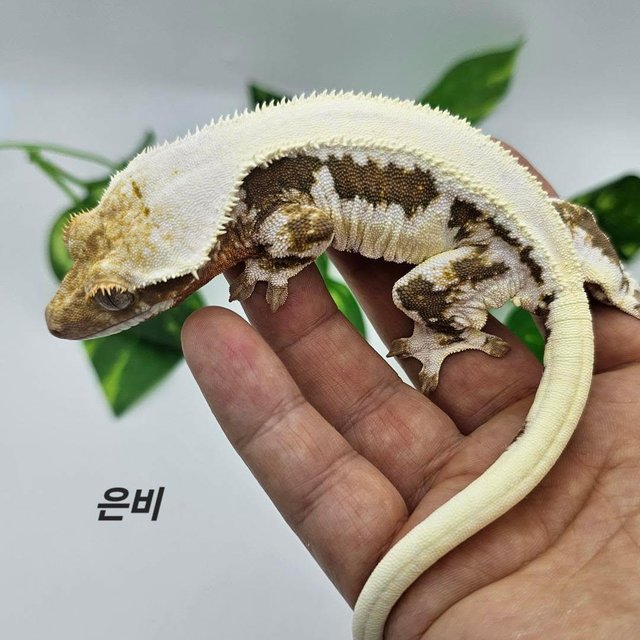 릴리100%헷아잔틱