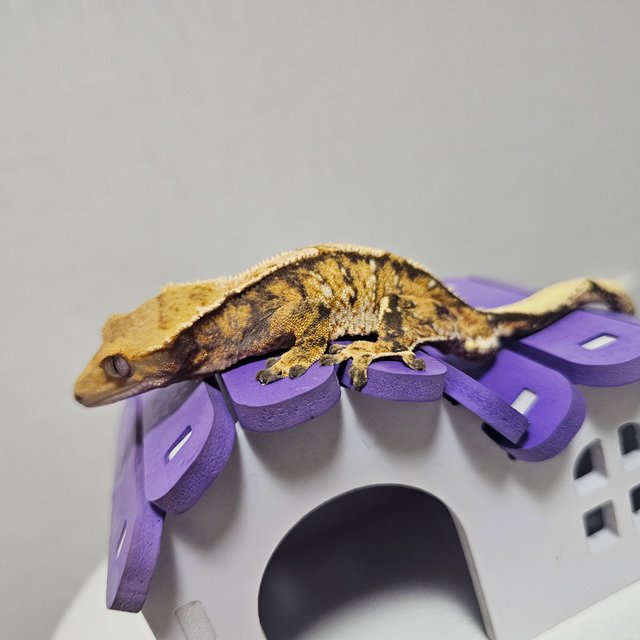 노멀 트라이 익스트림할리퀸