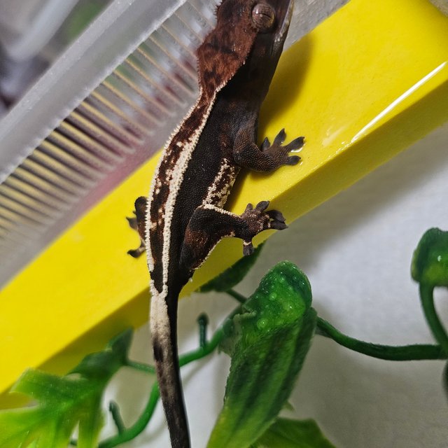 카푸치노 풀핀 다크 핀스트라이프