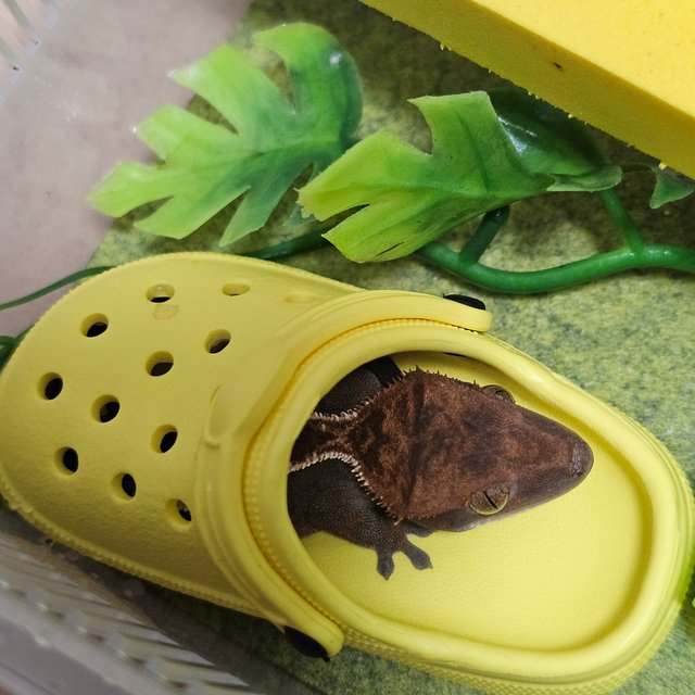 카푸치노 풀핀 다크 핀스트라이프