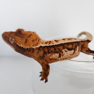 텐저린 트라이 화이트크라운 화이트핀