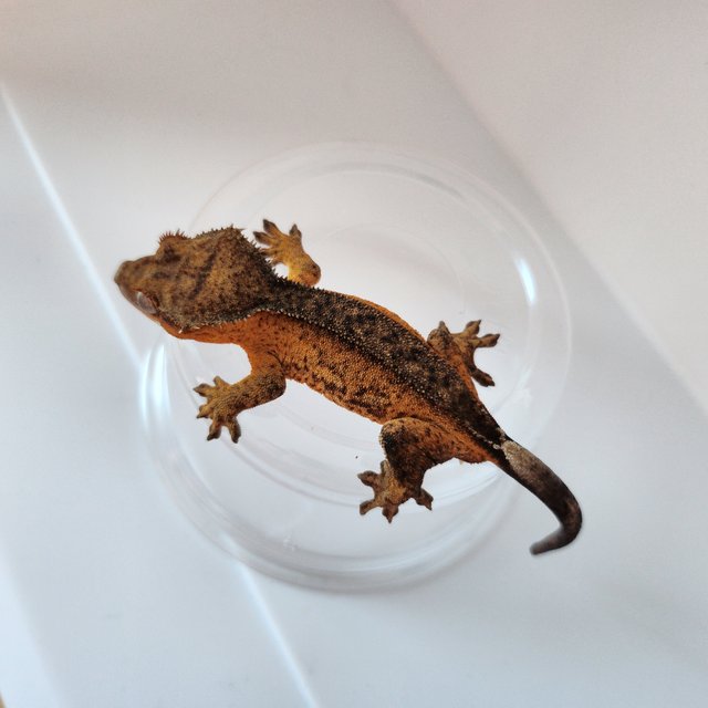 100%헷아잔틱 챠콜