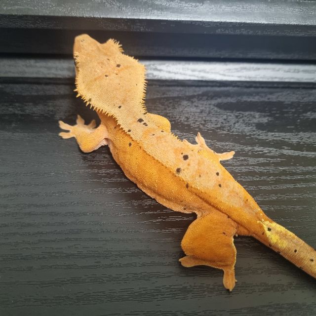 레드 달마시안