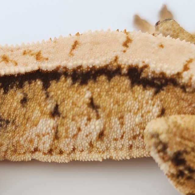 트라이 화이트스팟 드리피 바브