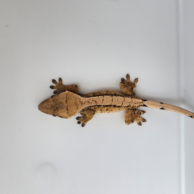 트라이 화이트스팟 드리피 바브