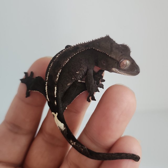 아잔틱 핀스트라이프