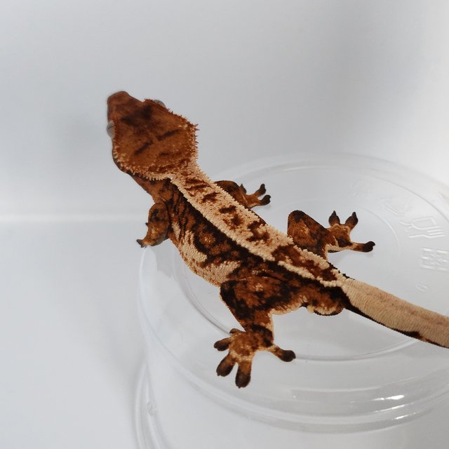 텐저린 트라이 화이트크라운 화이트핀