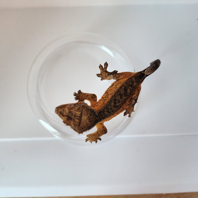 100%헷아잔틱 챠콜