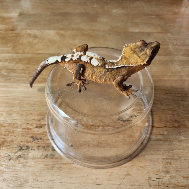 세이블 100%헷아잔틱