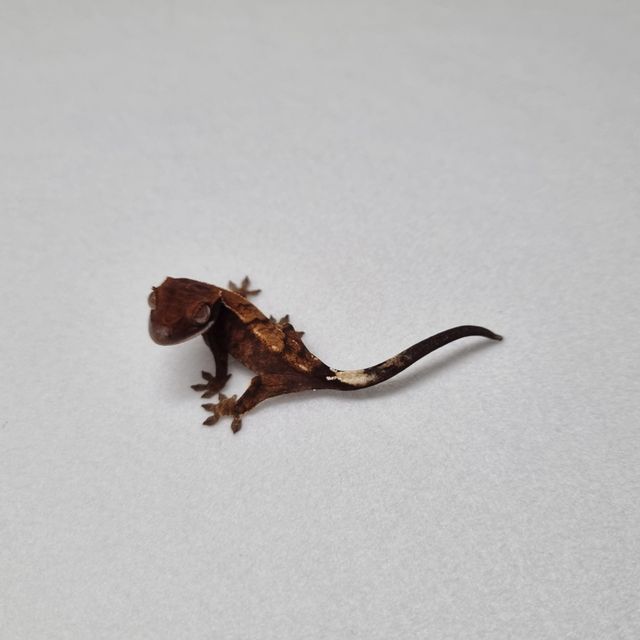 카푸치노 다크