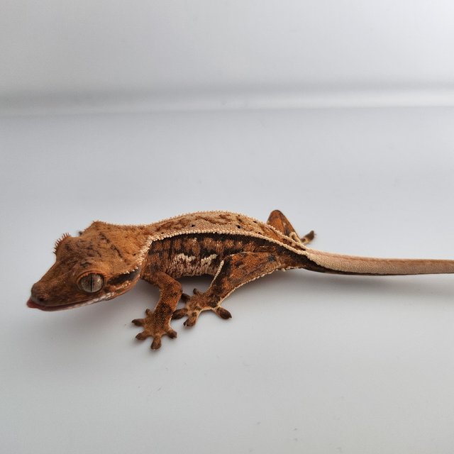 트라이 쿼드 풀핀