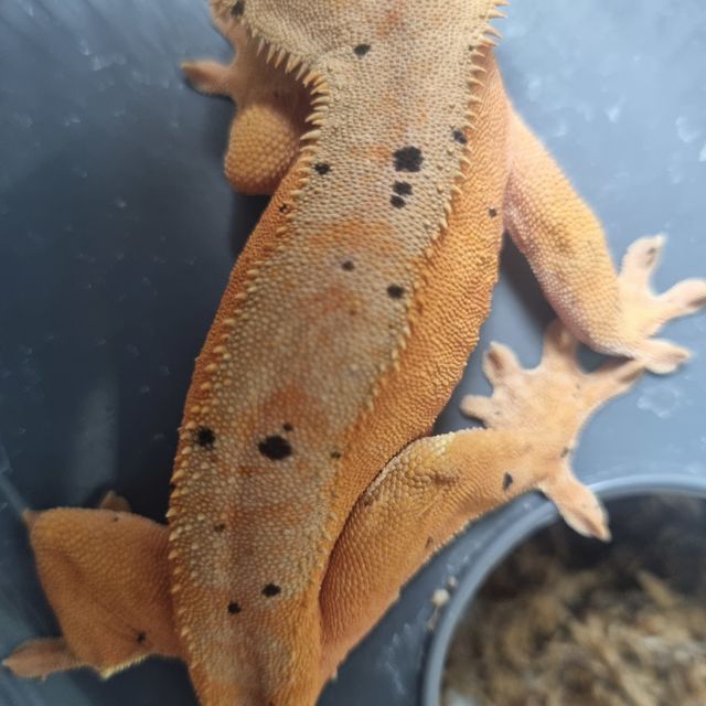 레드 달마시안
