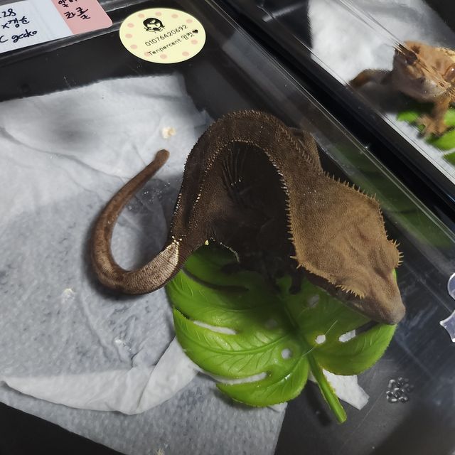 챠콜 알티