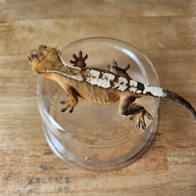 세이블 100%헷아잔틱