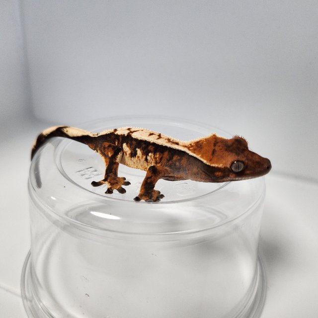 트라이 텐저린 화이트핀 화이트크라운