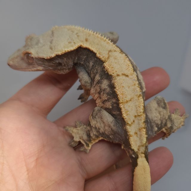 익스트림할리퀸