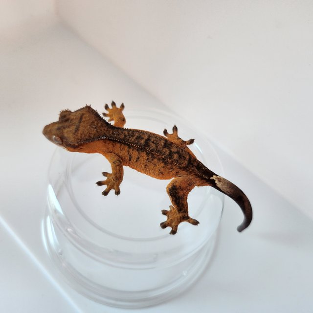 100%헷아잔틱 챠콜