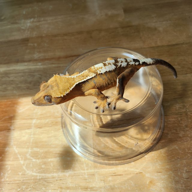 세이블 100%헷아잔틱