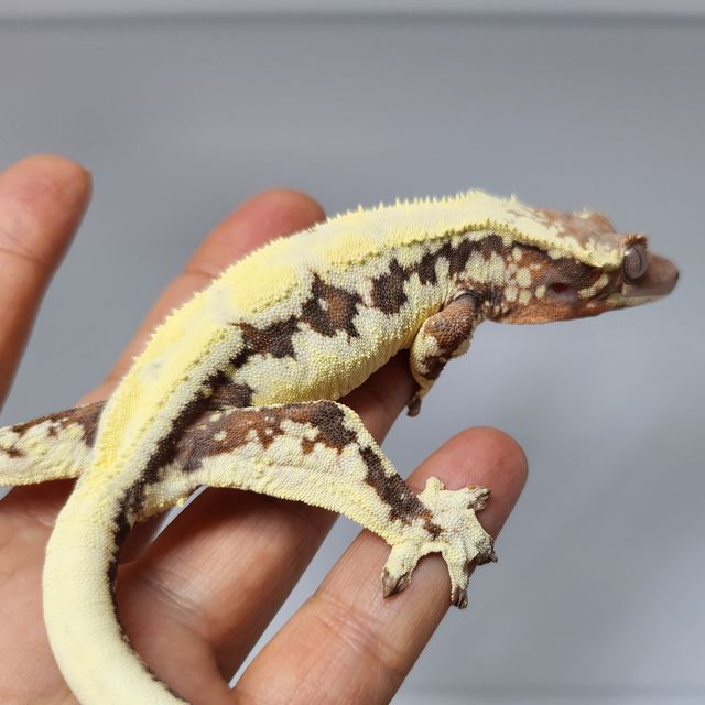 릴리 세이블