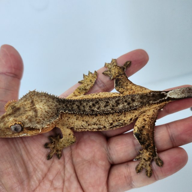 100%헷아잔틱 챠콜