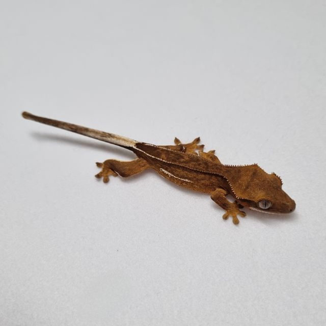 카푸치노 크림