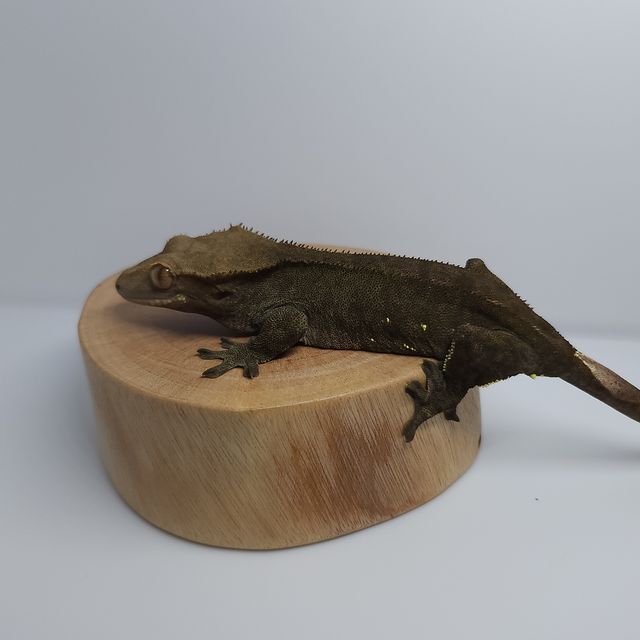 챠콜 알티