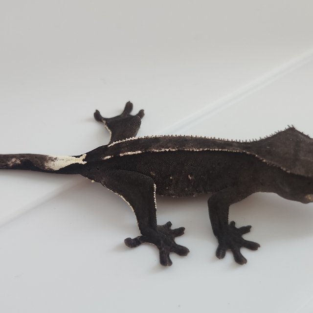 아잔틱 핀스트라이프