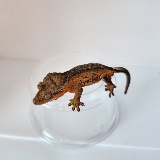 100%헷아잔틱 챠콜