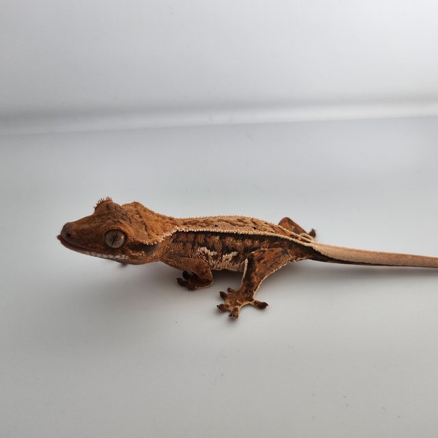 트라이 쿼드 풀핀