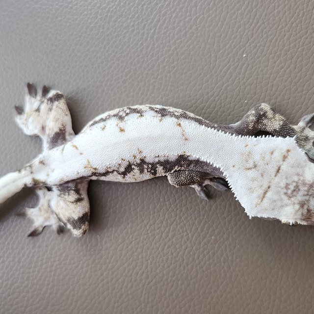 세이블 드리피 화이트스팟